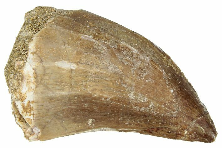 Fossil Mosasaur (Prognathodon) Tooth - Morocco #322696